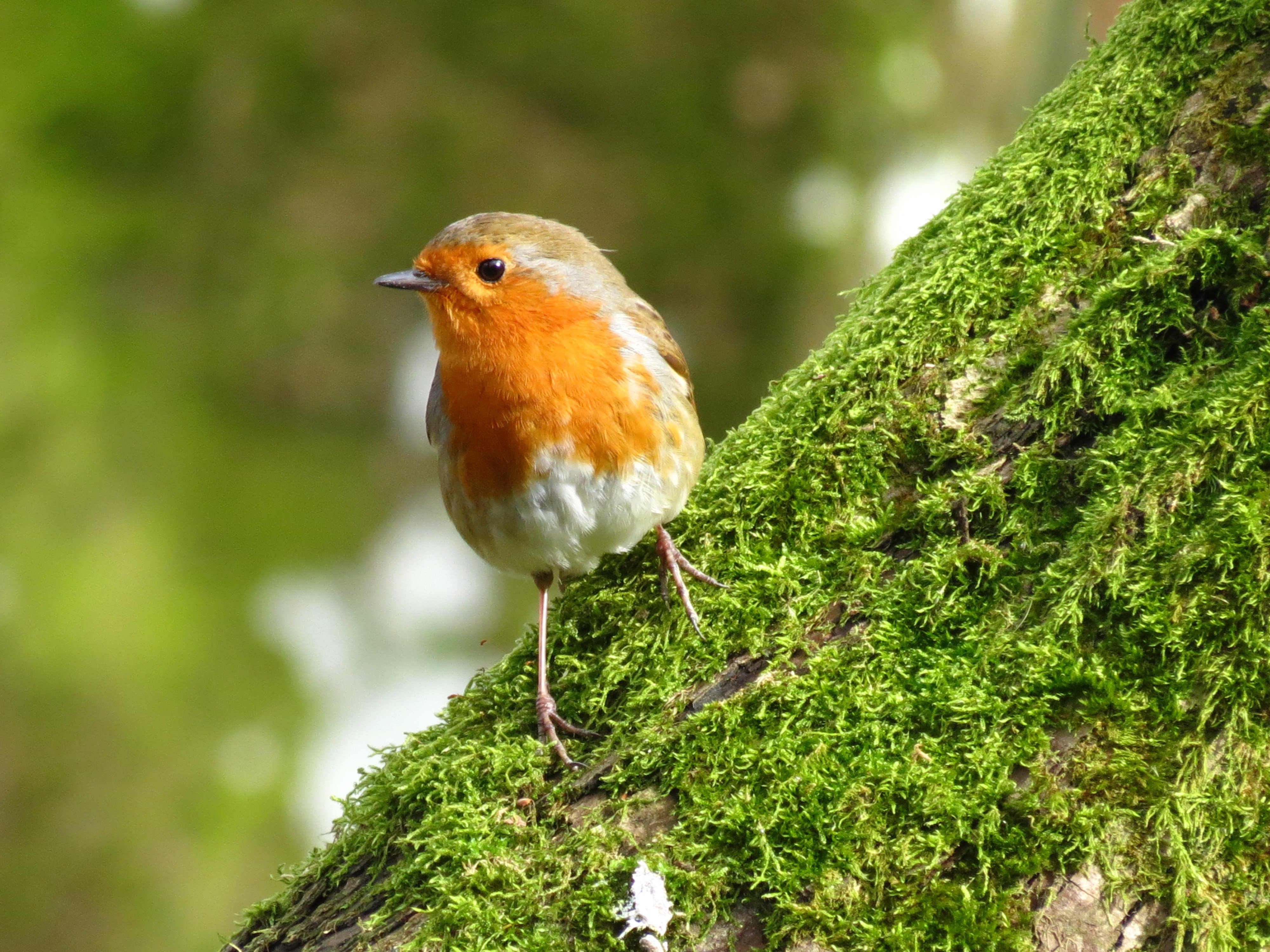 Robin Robin
