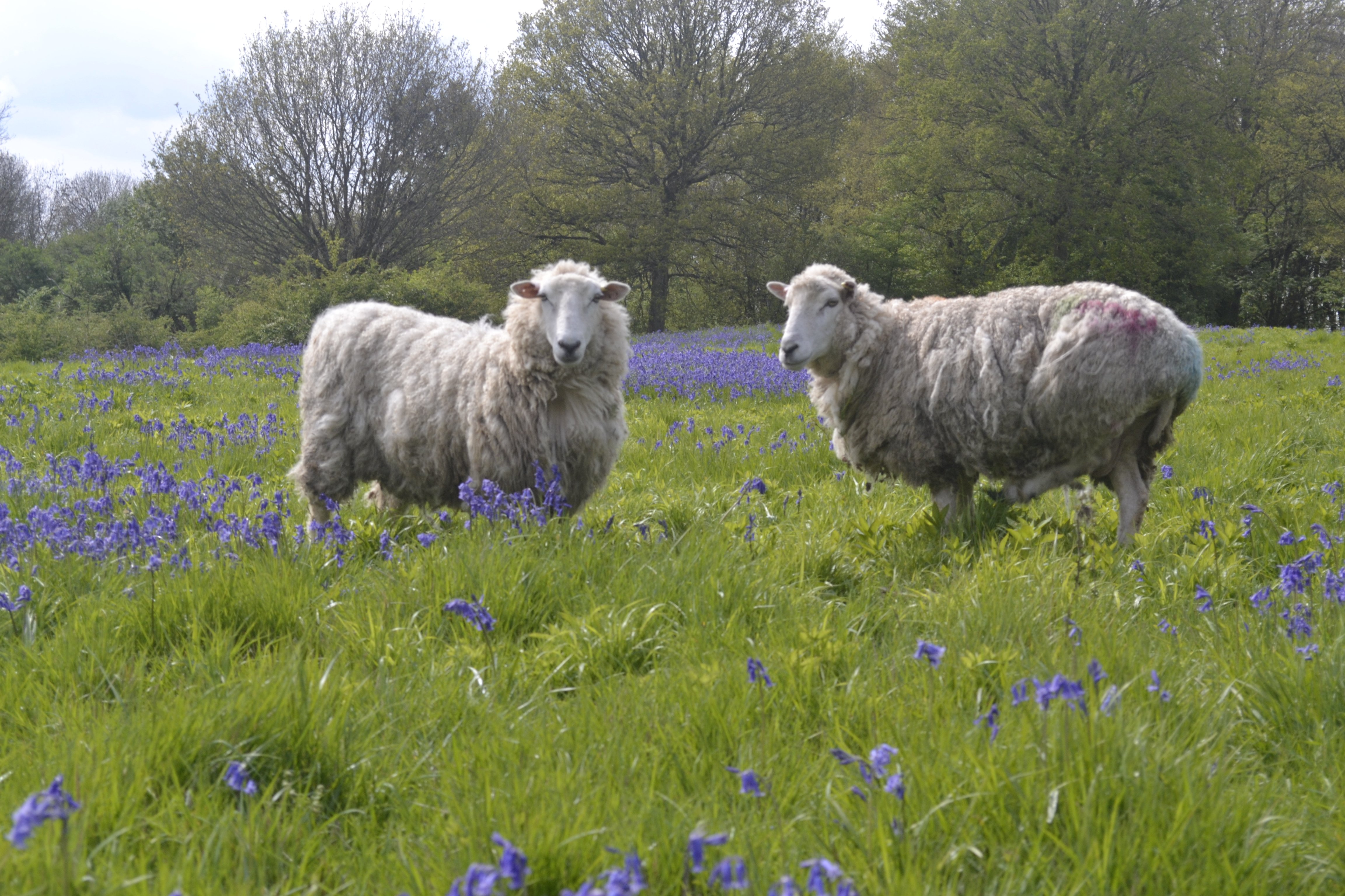sheep sheep
