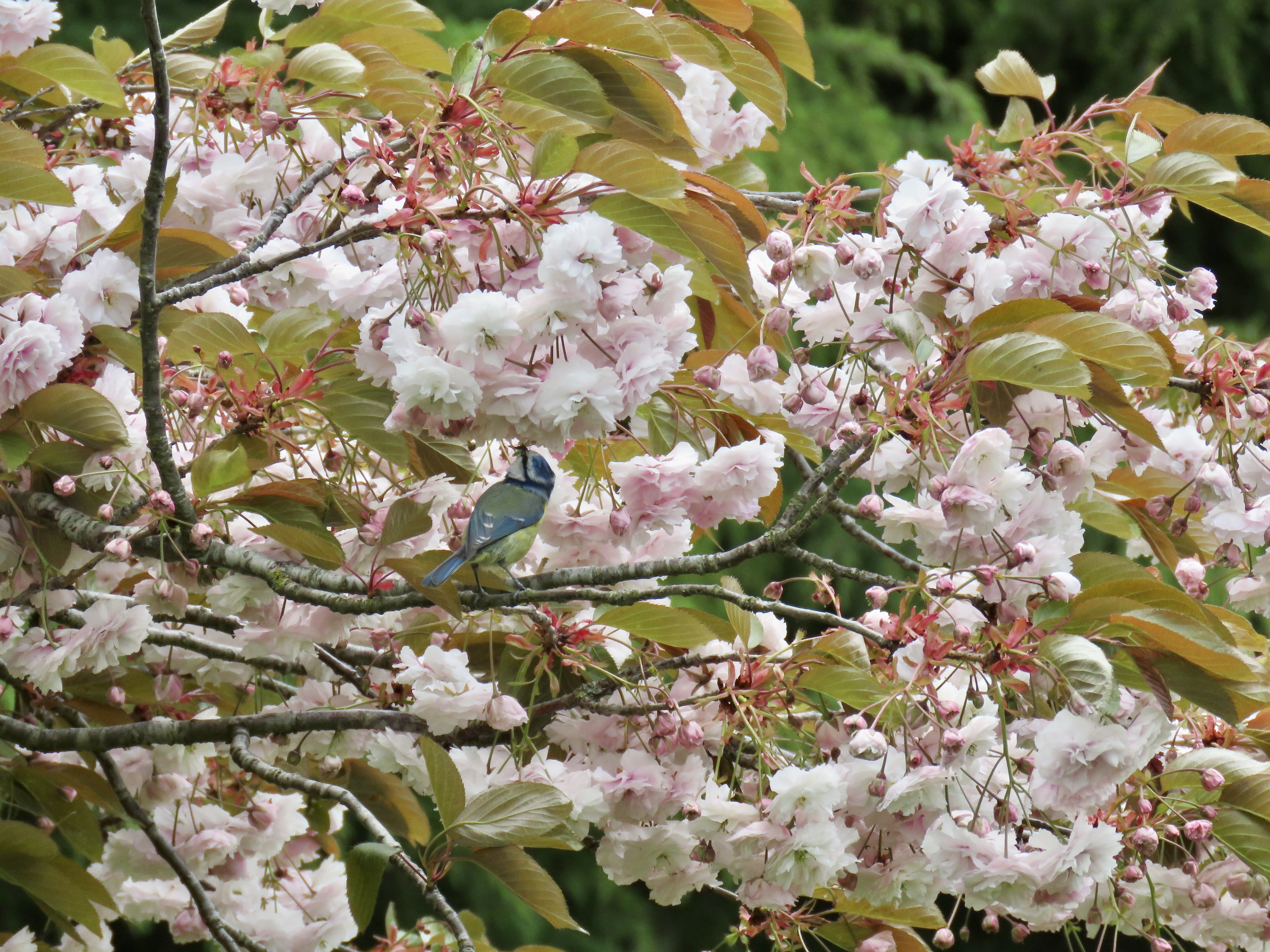 A bluetit in cherry blossom
