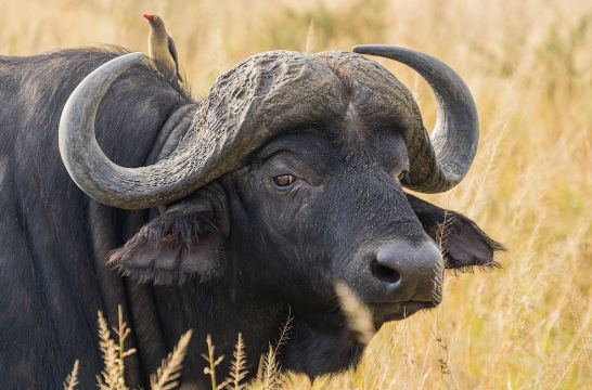 Photo of, er, a buffalo