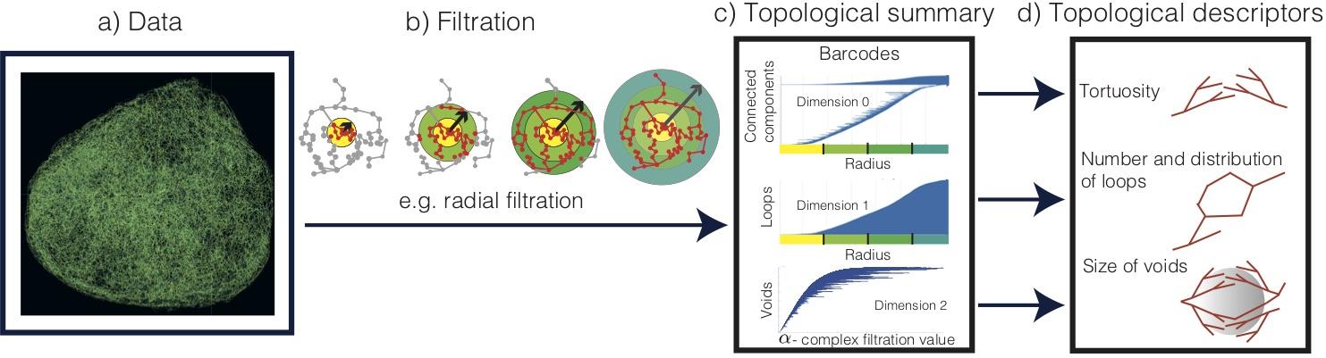 Image of radial and complex filtration