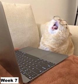 Cat with glasses on and a laptop, screaming