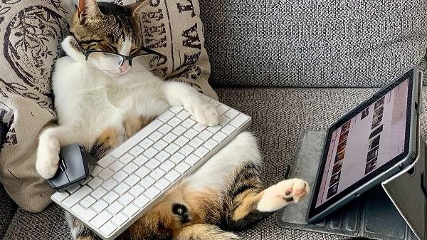 Cat studying  very hard