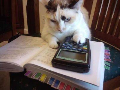 Cat sitting with a calculator on a textbook