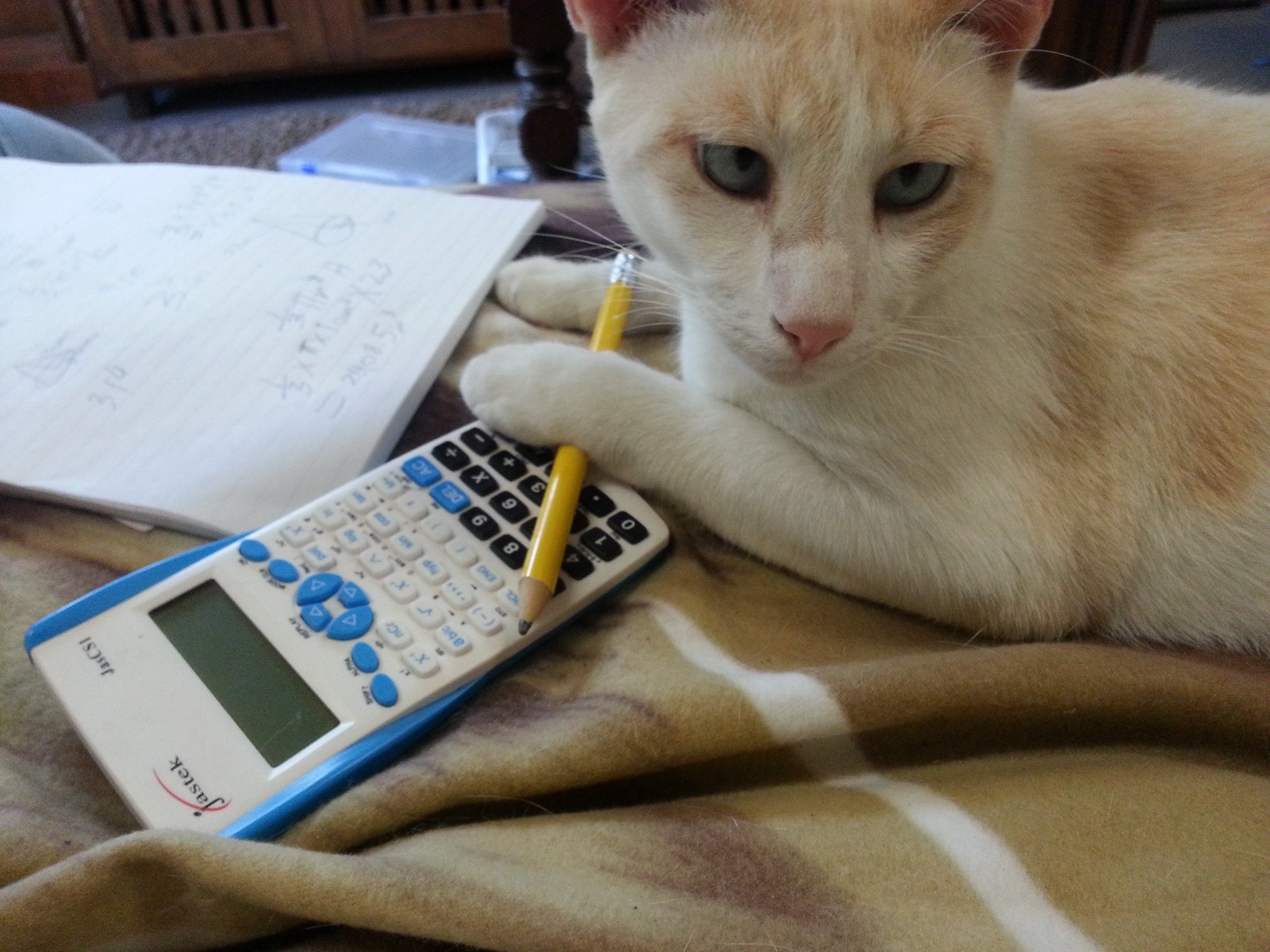 A cat looking at his calculator
