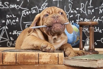 Dog thinking hard about maths