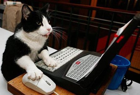 Cat sitting at a desk and working on a laptop. He is working very hard