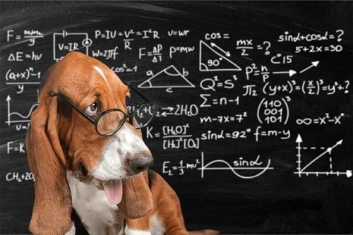 a dog professor thinking about mathematics