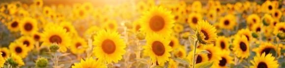 Sunflowers Sunflowers