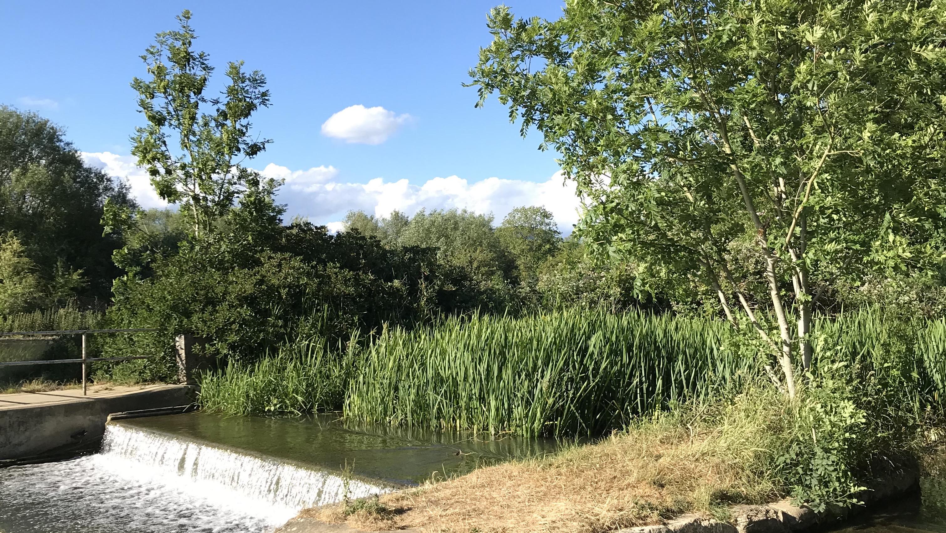 Vegetation and water