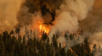 A forest on fire A forest on fire