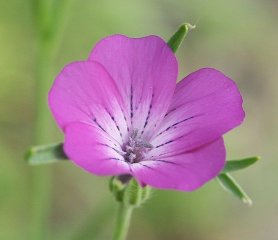 A corncockle; a pink flower with 5 large petals A corncockle; a pink flower with 5 large petals