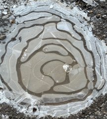Frozen puddle in Wytham Woods Frozen puddle in Wytham Woods
