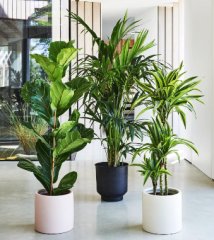Plants Plants
