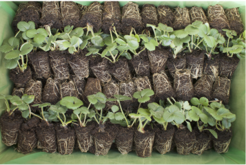 Lots of plug plants Lots of plug plants