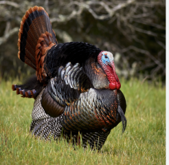 A (live) Turkey A (live) Turkey