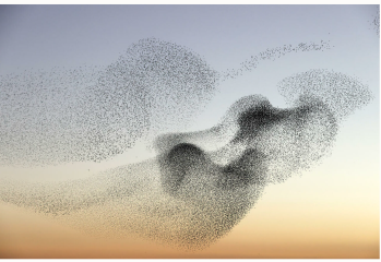 Image: murmurations, an example of emergent behaviour in the natural world Image: murmurations, an example of emergent behaviour in the natural world