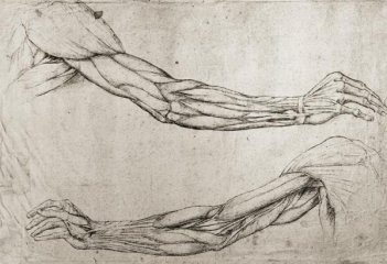 Leonardo da Vinci - Study of Arms Leonardo da Vinci - Study of Arms