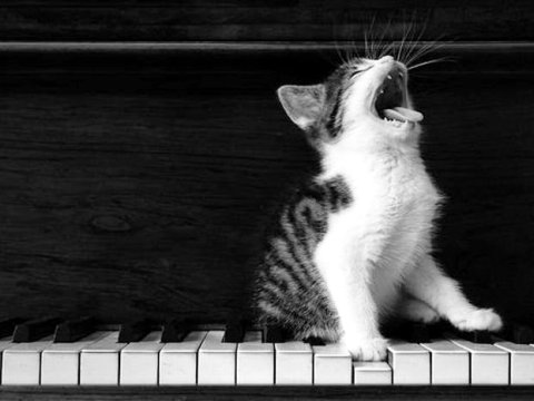 blues cat