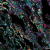 Image of immune cells