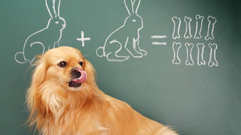 cute dog licking his lips near chalkboard. on chalkboard there a drawing of a bunny + bunny = 8 bones