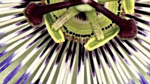 Self similarity flower